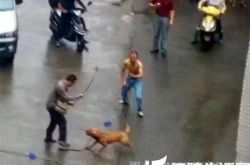 湖北比特犬发情将主人扑倒撕咬 被警方三枪击毙