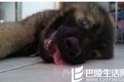 女友怕爱犬太热不在家也开空调 婆婆：人都没那么娇