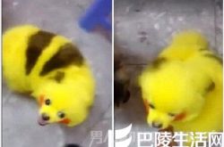 求心理阴影面积!小狗被染成皮卡丘走红 遭网友吐槽
