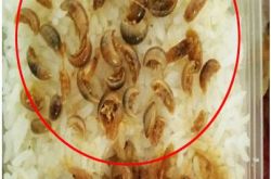 恶心！网上订餐一份河虾竟吃出38条水虫 商家退款