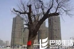 郑州一城中村拆迁分房 宅基地男女待遇有差别