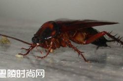南方的蟑螂有多大 北方蟑螂长什么样