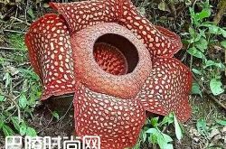 印尼阿诺尔特大花草 巨型海芋简介|白鹭花简介 猪笼草简介