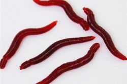 女子洗澡时花洒冲出活虫 花洒冲出活虫是什么原因|自来水管导致花洒冲出活虫