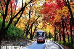 韩国首尔南山 韩国济州岛泰迪熊博物馆|韩国明洞乐天免税店 韩国首尔新罗免税店