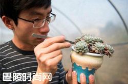 硕士返乡卖多肉 开始试培养多肉植物|年入40万50天赚4年学费