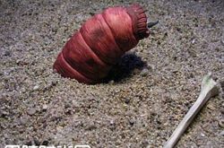 蒙古死亡之虫真的存在么 尼斯湖水怪之谜|黑色猴子 雪人真的存在吗