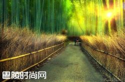 日本岚山竹林隧道 英国威尔士的紫杉隧道|北爱尔兰的黑暗树篱隧道 德国波恩的樱花隧道