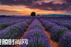 普罗旺斯的薰衣草园 日本北海道花海|荷兰郁金香花海 保加利亚玫瑰谷