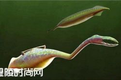 塔利怪物图片 霸王龙图片|黑色鲸鱼图片 荒地青蛙图片