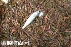 广东禾虫 湛江沙虫|老鼠三吱儿 福建土笋冻