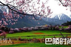 西藏林芝桃花沟 罗平油菜花|武汉大学樱花美吗 金川梨花美吗