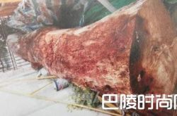 活久见!烂木头卖出168万 评估价值约一万元