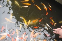 荷兰男子运河放生280条金鱼被投诉 或破坏当地生态