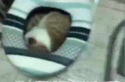 方翠花你给我出来是什么梗？大婶训在马桶睡觉的猫走红