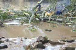 加纳景区大树倒塌事故致20人死亡 其中多为高中生