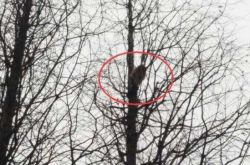 猫被困树上5天 七旬老太情急上树为救爱猫也被困