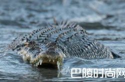 小伙野泳遭鳄鱼袭击 奇葩原因令人哭笑不得