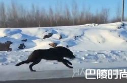 现实版与狼共舞！加拿大2只黑狼高速公路上与车赛跑