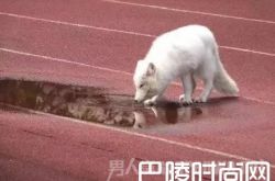 杭州一高中惊现北极白狐引轰动 专家：血统纯正系野生