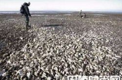 饮食差异丹麦生蚝泛滥成灾 网友：可建耗宅