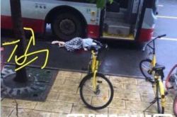 心痛！女子穿高跟鞋追公交不慎滑倒酿成悲剧