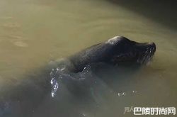 惊悚一幕！ 加拿大码头疑似中国女孩被海狮叼下水