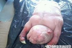 南非惊现半人半兽 羊身人脸真是魔鬼送来的怪物？