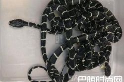 泡面桶竟藏有四条剧毒蛇 厦门海关依法查处