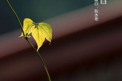 白露是什么意思？2017白露节气是几月几日？