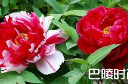 2018上海牡丹花展时间地点