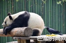 乌鸦拔熊猫毛搭窝？哈哈笑死了 中国哪些地方可以看到大熊猫