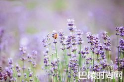 2018上海崇明薰衣草节时间地点门票