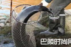 68条鱼600万怎么这么贵？是什么鱼