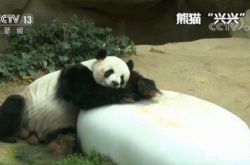 养大熊猫4.5年开销太大 马来西亚打算退还大熊猫夫妻兴兴与靓靓