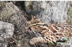 男子直播BBQ烧石虎 森林警察火速逮获杀客同盟