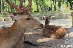 被奈良的鹿咬了怎么办？日本奈良鹿攻击事件5年成长4倍
