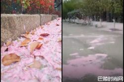南京樱花龙卷风怎么回事 粉色浪漫惊艳网友