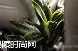 女生最讨厌的车载配饰 别让妹子觉得你low