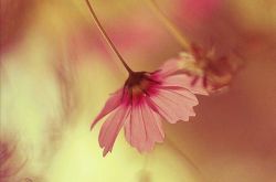 2017七夕送女朋友什么礼物好 送什么给女朋友最开心