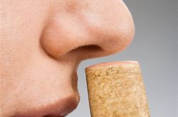 有效去除黑头的面膜,绿茶白芷酸奶面膜的制作方法