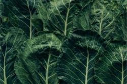 羽衣甘蓝食谱 拉贝西兰花食谱牛油果食谱奇亚籽食谱冻豆腐食谱肉桂食谱鲑鱼食谱陈皮食谱生蚝食谱椰子油食谱