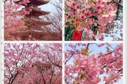 樱花季 樱花季限定化妆品雪肌精樱花限定资生堂欧舒丹樱花系列樱花限量腮红盘星巴克樱花限定樱花限定首饰樱花季美食樱花系糕点限定樱花饼干