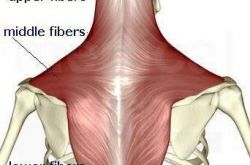 背肌怎么练 这样锻炼出女人最爱的坚实有力背肌