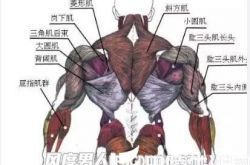 做个有宽厚肩膀的男人 背部肌肉锻炼攻略