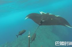 世界海洋日：让大海不再哭泣 宝齐莱携手魔鬼鱼基金会共续深海奇迹