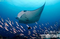 宝齐莱推出柏拉维深潜腕表魔鬼鱼基金会限量版