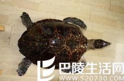 玳瑁种类有哪些      玳瑁种类图片大全