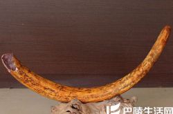 猛犸象牙市场价格,猛犸象牙行情分析