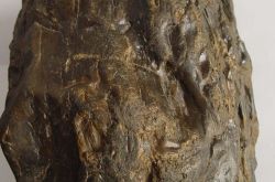 硅化木产地有哪些 硅化木产地及其特征,价格,品种介绍评价